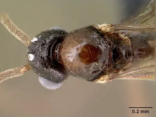 Syllophopsis modesta - CASENT0143686