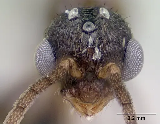 Syllophopsis modesta - CASENT0143686