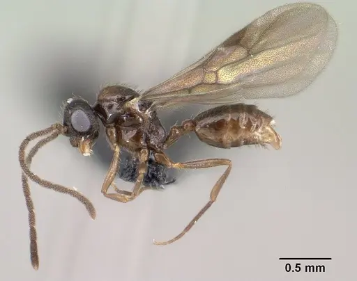 Syllophopsis modesta - CASENT0143686