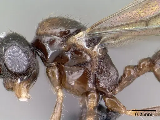 Syllophopsis modesta - CASENT0143686