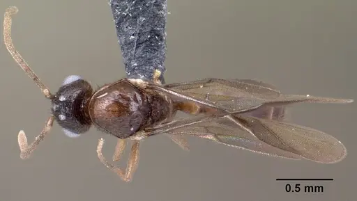 Syllophopsis modesta - CASENT0143818