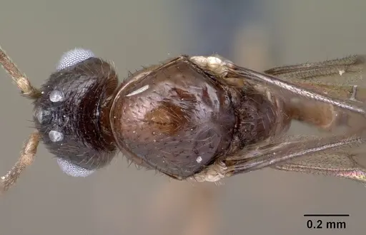 Syllophopsis modesta - CASENT0143818