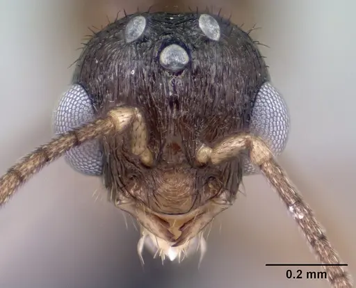 Syllophopsis modesta - CASENT0143818