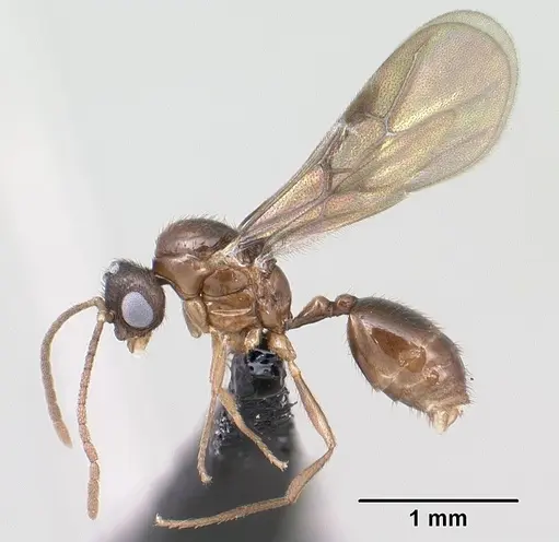 Syllophopsis modesta - CASENT0143818