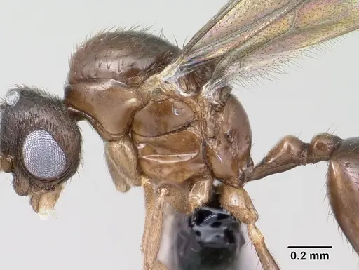 Syllophopsis modesta - CASENT0143818