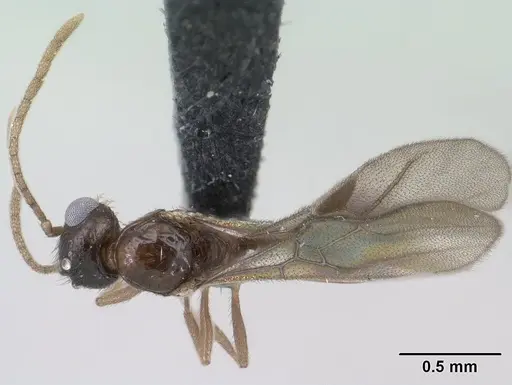 Syllophopsis modesta - CASENT0145114