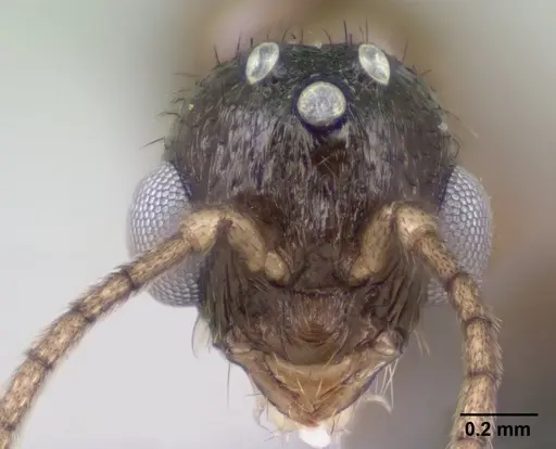 Syllophopsis modesta - CASENT0145114