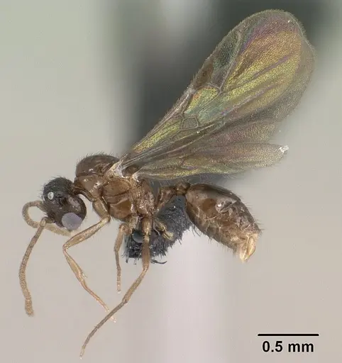 Syllophopsis modesta - CASENT0145114