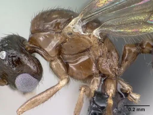 Syllophopsis modesta - CASENT0145114