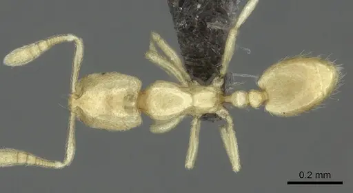 Syllophopsis modesta - CASENT0235527