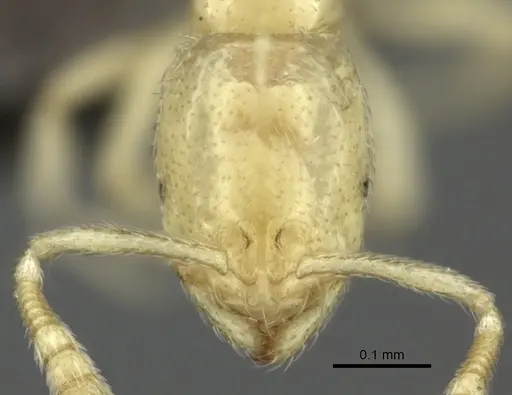 Syllophopsis modesta - CASENT0235527