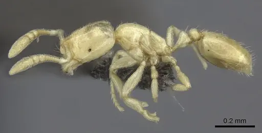 Syllophopsis modesta - CASENT0235527