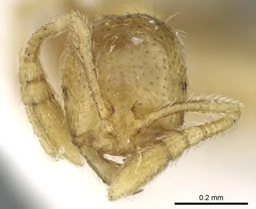 Syllophopsis saudiensis specimen