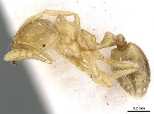 Syllophopsis saudiensis specimen