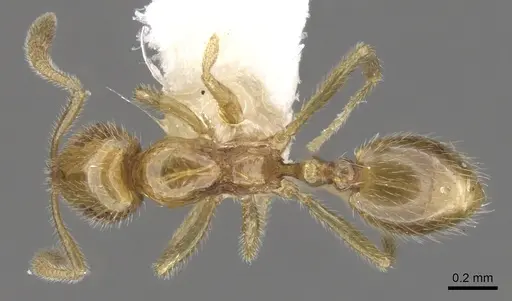 Syllophopsis sersalata specimen