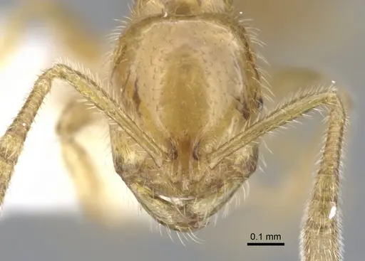 Syllophopsis sersalata specimen