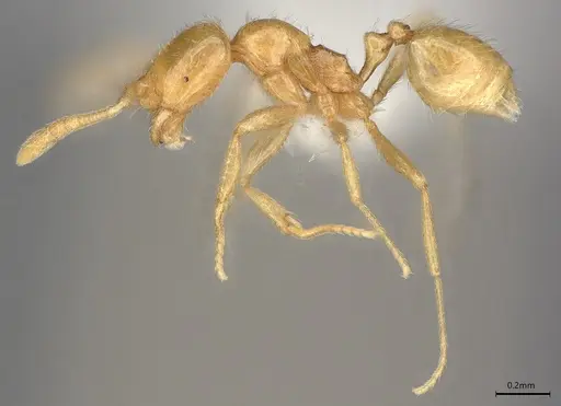 Syllophopsis thrascolepta specimen