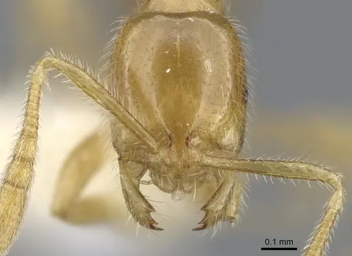 Syllophopsis thrascolepta - CASENT0902228