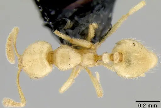 Syllophopsis vitiensis specimen