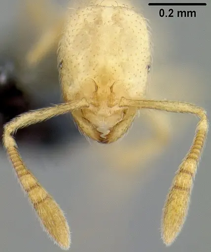 Syllophopsis vitiensis specimen