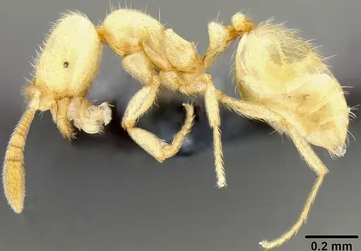 Syllophopsis vitiensis specimen