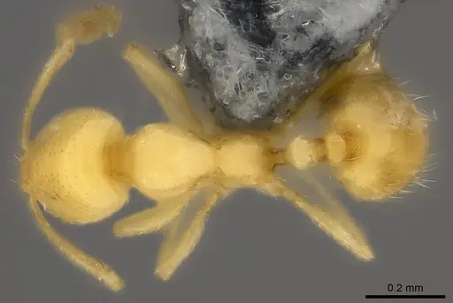 Syllophopsis vitiensis - CASENT0181872