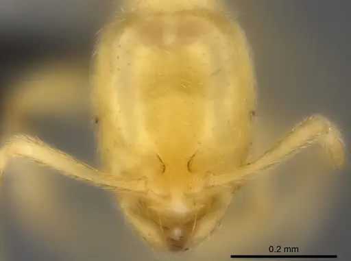 Syllophopsis vitiensis - CASENT0181872