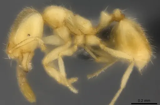 Syllophopsis vitiensis - CASENT0181872