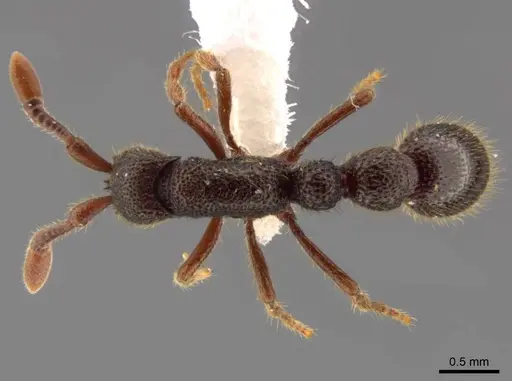 Syscia amblyogyna specimen