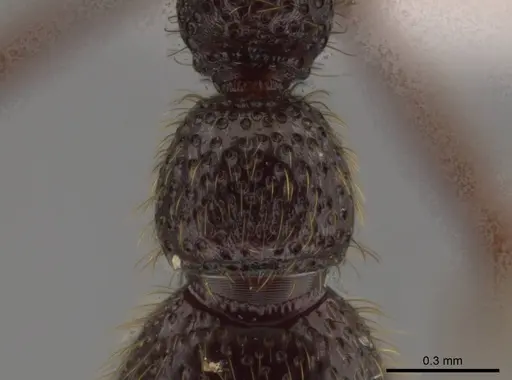 Syscia amblyogyna specimen