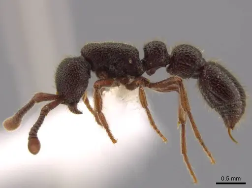 Syscia amblyogyna - CASENT0612527