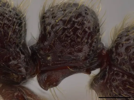 Syscia amblyogyna - CASENT0612527