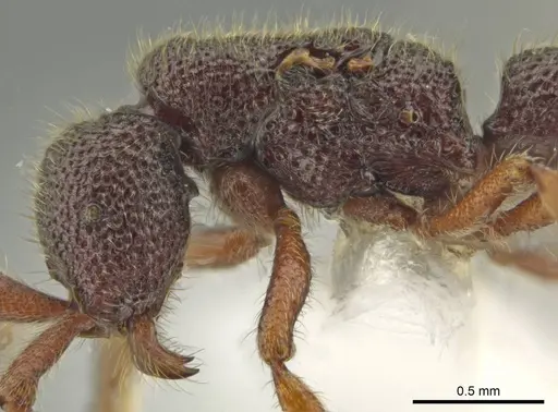 Syscia amblyogyna - CASENT0612570