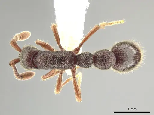 Syscia amblyogyna - CASENT0644402