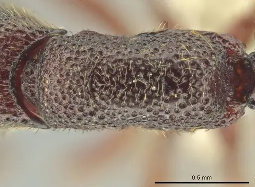 Syscia amblyogyna - CASENT0644402