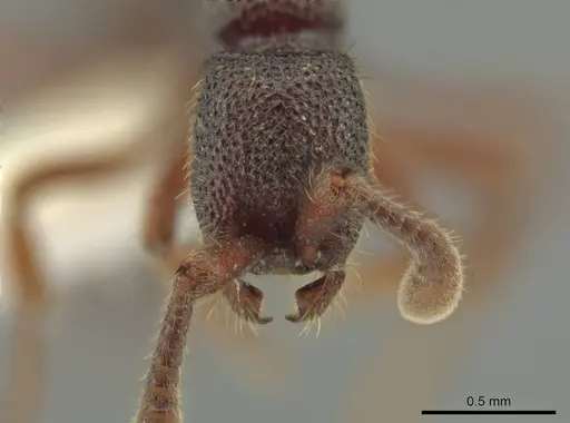 Syscia amblyogyna - CASENT0644402