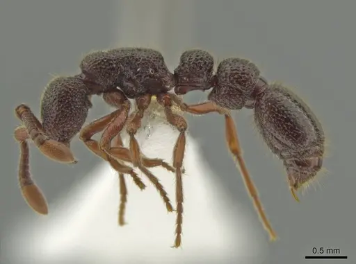 Syscia amblyogyna - CASENT0644402