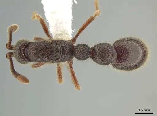 Syscia amblyogyna - CASENT0644403