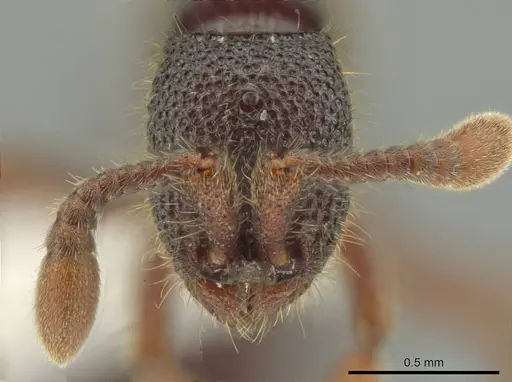 Syscia amblyogyna - CASENT0644403