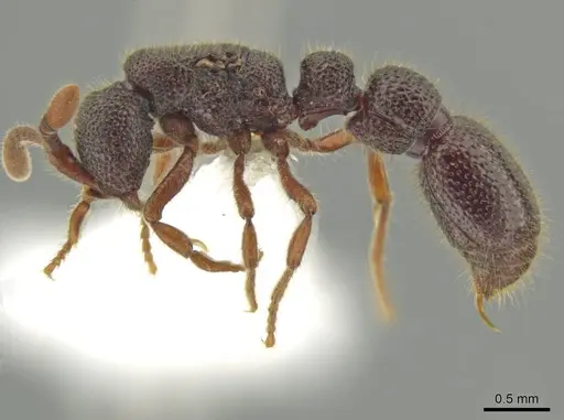 Syscia amblyogyna - CASENT0644403