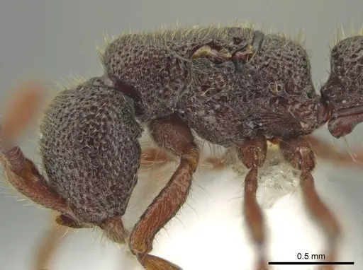 Syscia amblyogyna - CASENT0644403