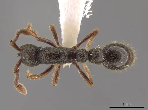 Syscia atitlana specimen