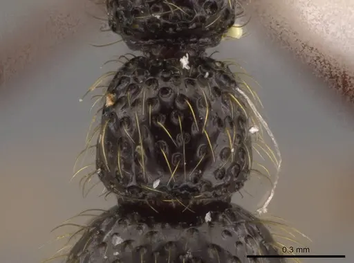 Syscia atitlana specimen