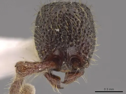 Syscia atitlana specimen