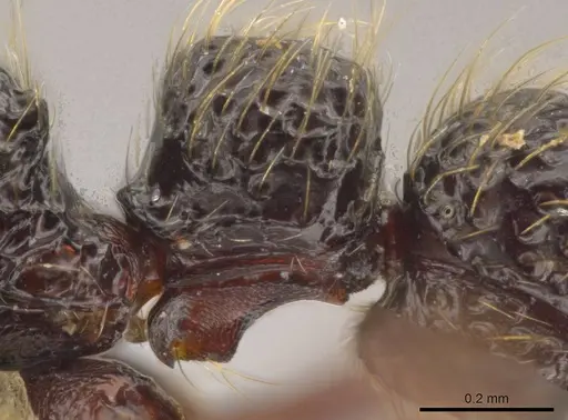 Syscia atitlana - CASENT0603108