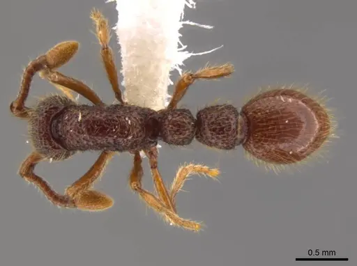 Syscia atitlana - CASENT0610019