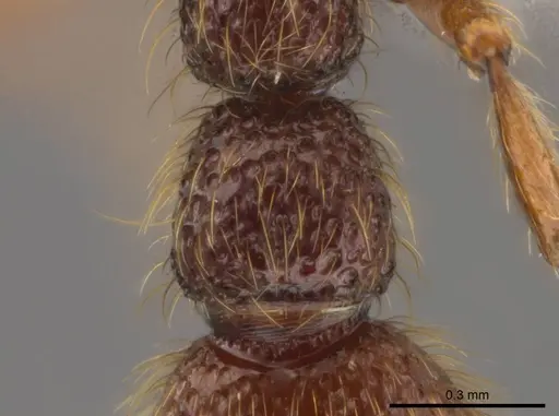 Syscia atitlana - CASENT0610019