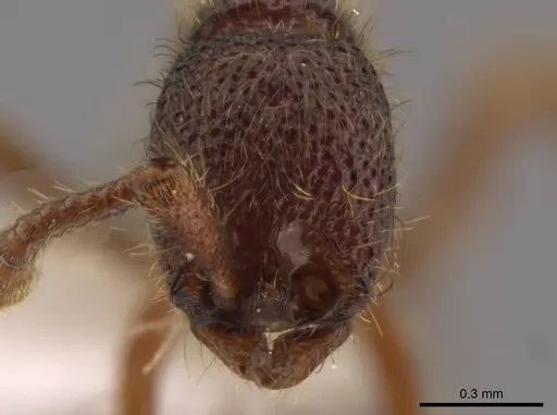 Syscia atitlana - CASENT0610019