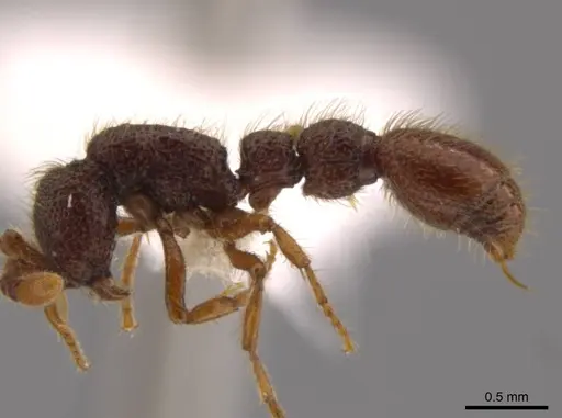 Syscia atitlana - CASENT0610019