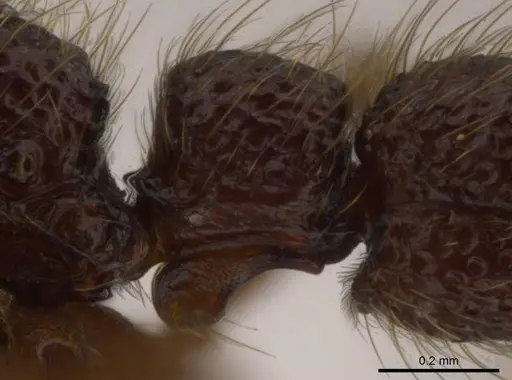 Syscia atitlana - CASENT0610019